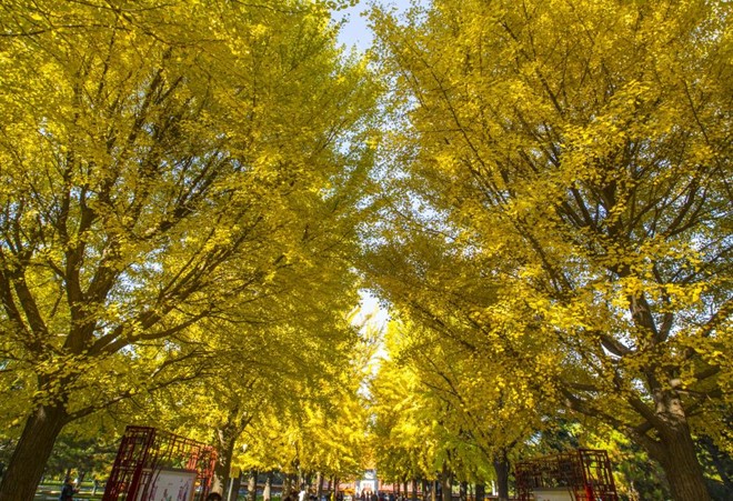 Trong công viên Trung Sơn ở Bắc Kinh. Ảnh: Discover China. 